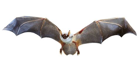 蝙蝠跑到家裡|蝙蝠資訊站 Bats information about Taiwan